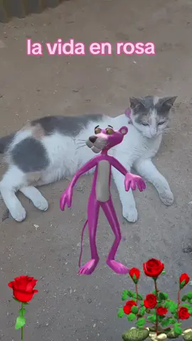 #lavidaenrosa🌺🐈 #lukas🐈🥰 #lana ##Cumbia 