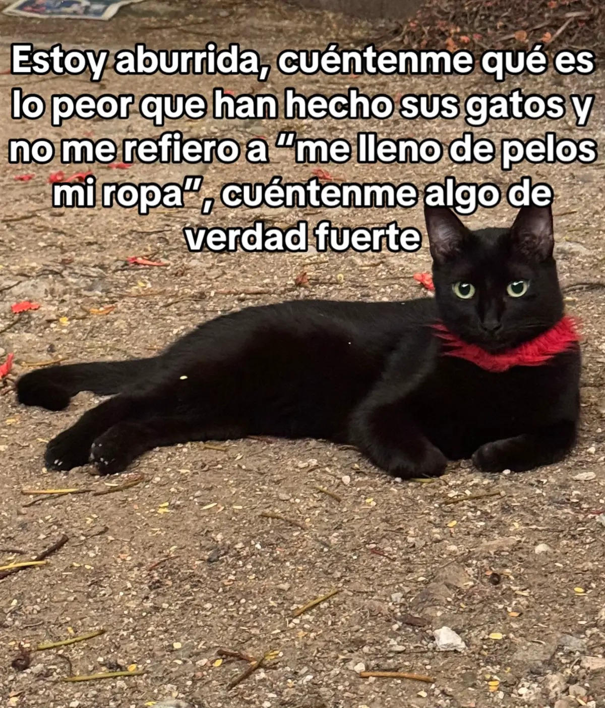 Quiero saber #gatostiktok #parati #fyp 