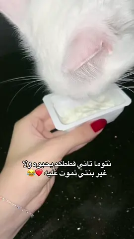 ✨ #hernameisperla #foryoupage #قطتي #pourtoii #cattok 