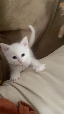 ✨Enzo and Kyle’s tiktok debut ✨#kittens #catsoftiktok #foryou #fyp #cutecats            