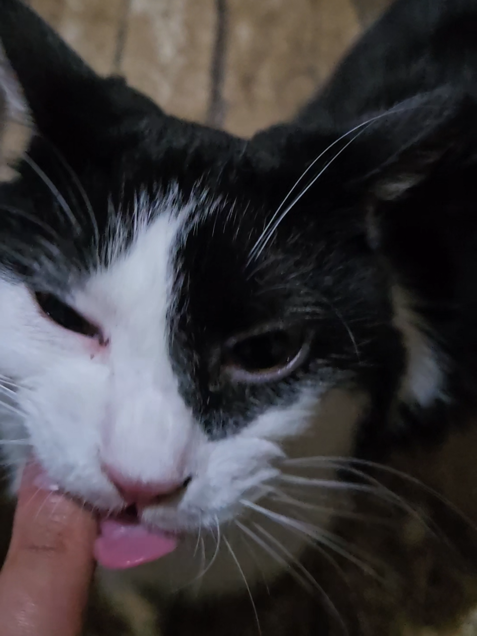 cat bites my finger off #catsoftiktok 