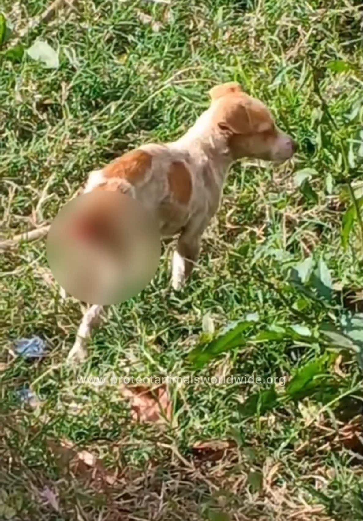 🆘 SHE IS JUST A BABY 😭💔 This tiny little puppy was found all alone, her fragile body nothing but skin and bones. And as if starvation wasn’t enough, she is suffering from a severe rectal prolapse, every step she takes is agony. 😢 She should be safe in someone’s arms, playing, wagging her tail… instead, she is out here fighting for her life, in pain, hungry, and completely alone. 🆘‼️ We cannot turn our backs on her, but we also cannot save her without help. Her emergency care will be costly, and we need our supporters!!  🙏 PLEASE, if you’re reading this, don’t scroll past. She has no one else!! YOU are her only chance!! 💔 🚨 Donate through the link in our bio. And if you can’t donate, please share her story 🙏 #SaveHer #AnimalRescue #EmergencyRescue #RescueDogs #AdoptDontShop #PuppyInNeed