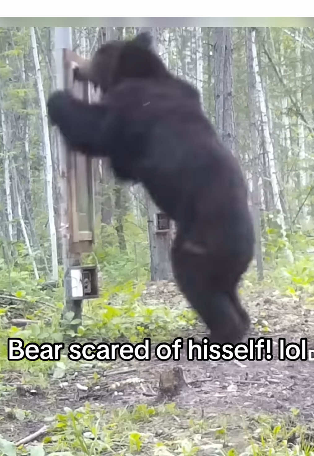 Terrified black bear lol#bear #blackbear #wildlife #wildanimals 