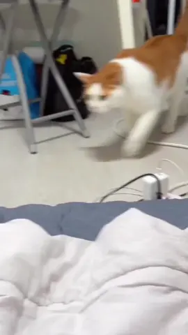 so funny!!!#cats #cute #funnycat #funny #funnyvideos