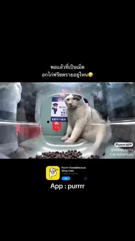 เมื่อไหร่อกไก่ฟรีซดรายจะมาสะที😂 #purrrr #StrayCats #catlover #cat 