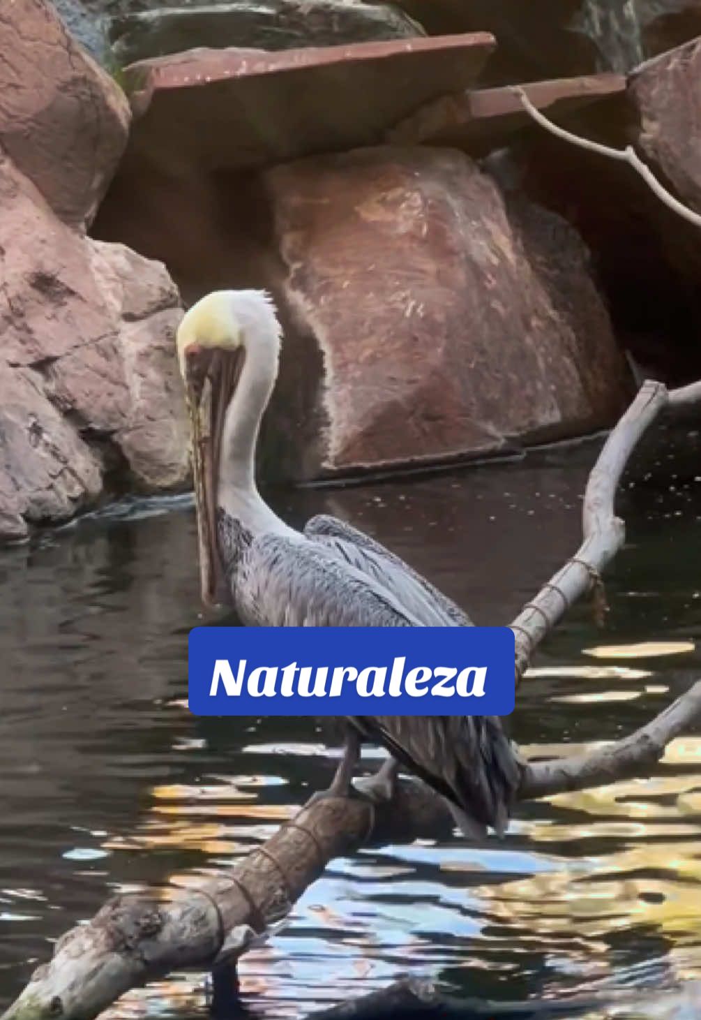 #naturaleza #animales #aves #parati #reflexionesdelavida 
