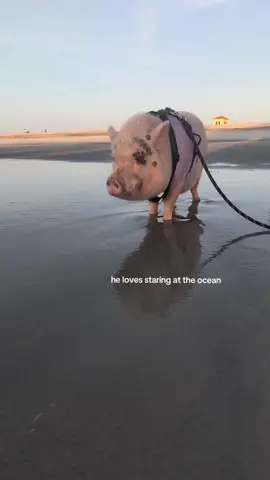 I wonder what he thinks about🐖 #beach  #piggy #oceanlife 