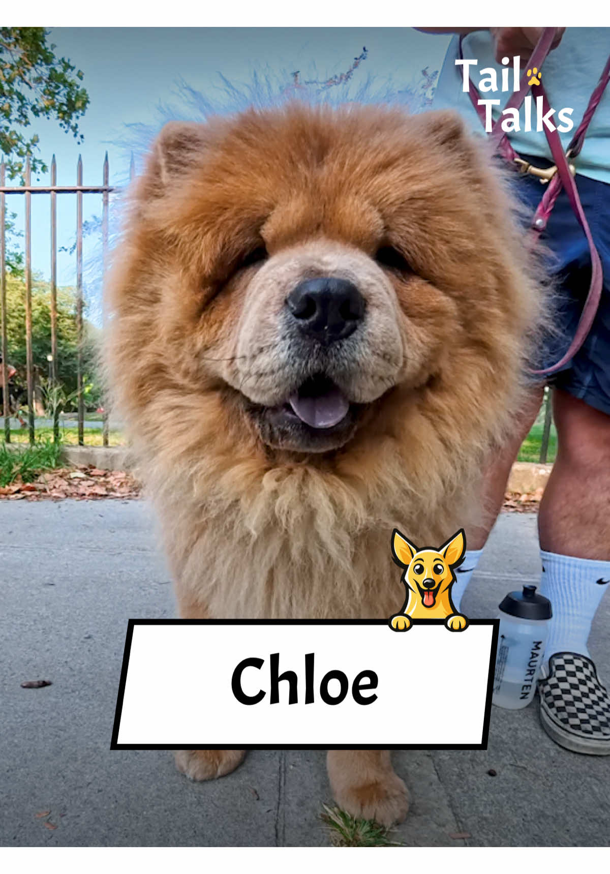Chloe, 2 Years Old, Chow Chow, This little fluffy lady loves to watch people and take in the view. She likes to pretend she is protecting her family but she wouldn’t hurt a fly. She loves her humans and begs for their attention, but only at 8pm, her special hour of love. #chowchow #chow #dogs #dogsoftiktok #streetinterview 