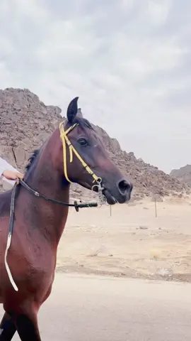 الششيخخه الدههماء 🤩🤎🤞🏻 . #ماشاءالله #ذكر_الله #نجران #CapCut #tiktok #يام #خيل_وخياله🐎 ##ًنجران #خيل_نجران #ياذكرالله🧿👋 