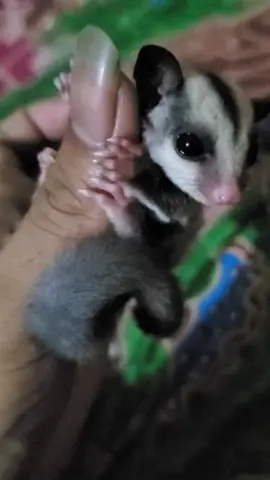 joey sugar glider grey #sugarglider #hewanlucu #forsale #kdm 