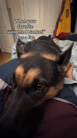 So cozy <3 and so heavy. But so cute!!! #fyp #sweetdog #cutedog #dogcuddles #germanshepherd 