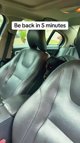 #rottweilersoftiktok #puppiesoftiktok 