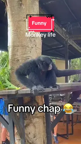 What a great place Bali zoo. We had breakfast with this funny chap. We could of taken him home. Monkey fun. #balizoo #monkeyface #fyp #funnytiktok #play 