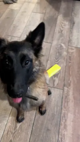🐶 Teeth 🦷 Chatter #puppytiktok #maligators #malinois #belgianmalinois #dogsoftiktok 
