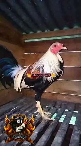 Pasukan KING TAJEN FRAM #promoseruweekend #ayamimportfilipin🇵🇭🐓🔥  #BMW🐓 #ramondinopro 