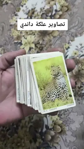 تصاوير علج داندي  منو ملحك عليهن 