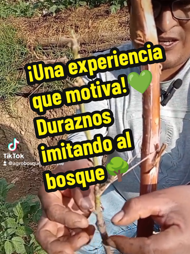 ¡La alegría de ver crecer la vida en las terrazas! 🌱 ¡No solo las papas🥔 están creciendo saludables sino también los duraznos🍑 donde ya se observa sus primeros brotes de hojas en el injerto,así también como otros cultivos se suman a imitar las sabiduría de los bosques !✨. Cada brote es una motivación para seguir aprendiendo y cultivando con amor. 💚  #agricultura #duraznos #injerto #mulch #latinoamerica 