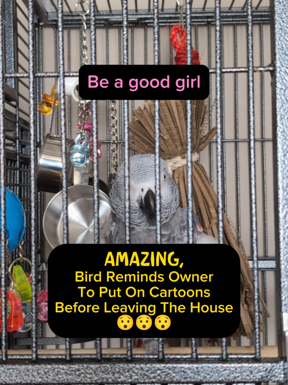 #animals #pets #funny #birds #cute #birdsoftiktok #laughter #amazing #lol #cosmothefunnyparrot #fun #happy 