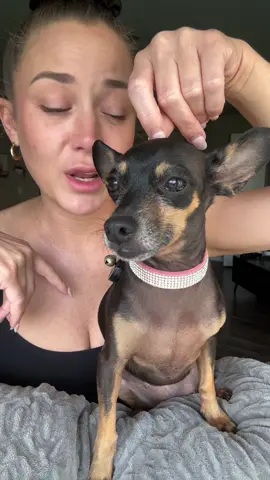 @Millie nailed it 🙌💰✨ #labubu #dog #chihuahua #dogmom 