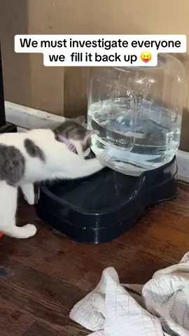 #kitten #rescuekitten #funnycats