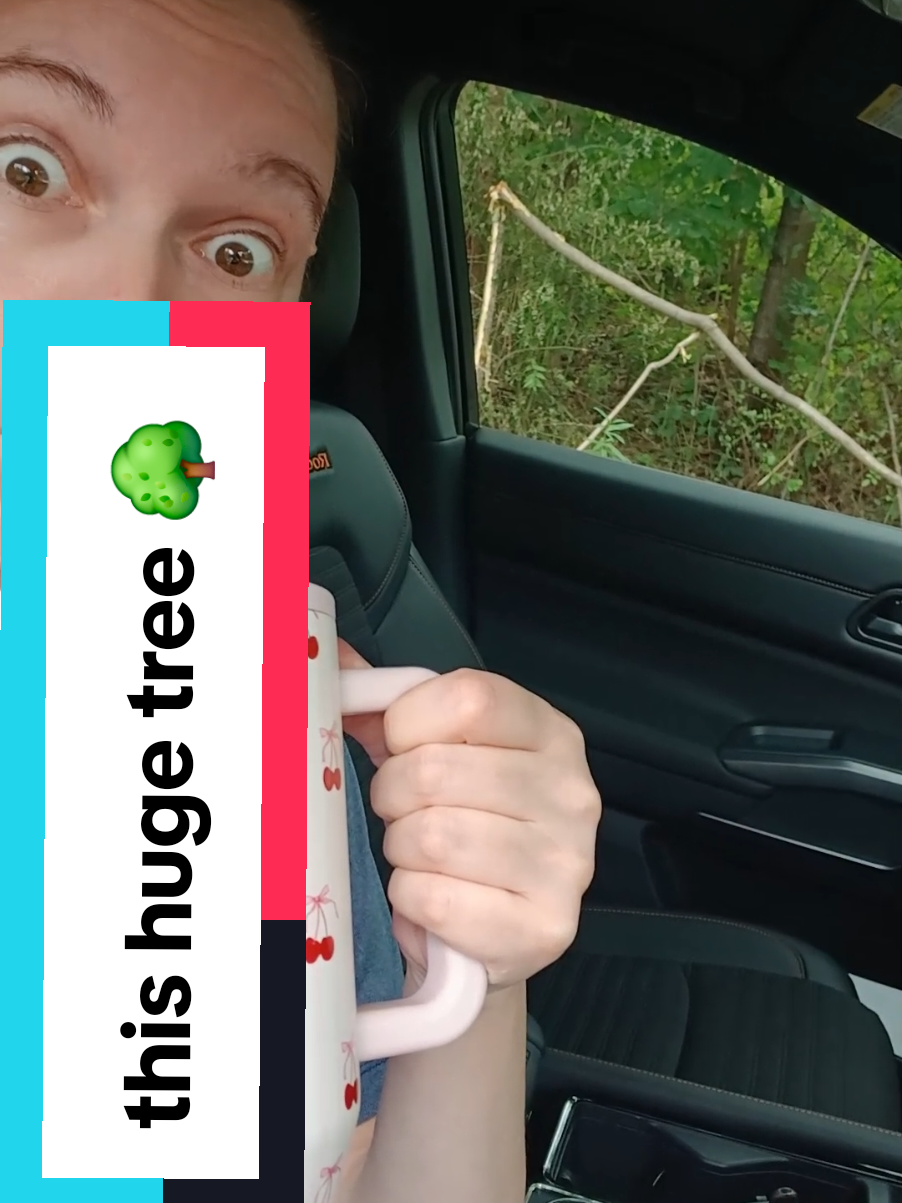 didn't even realize I was recording at first. #dontcare #trend #tree #seeme #tiktok 