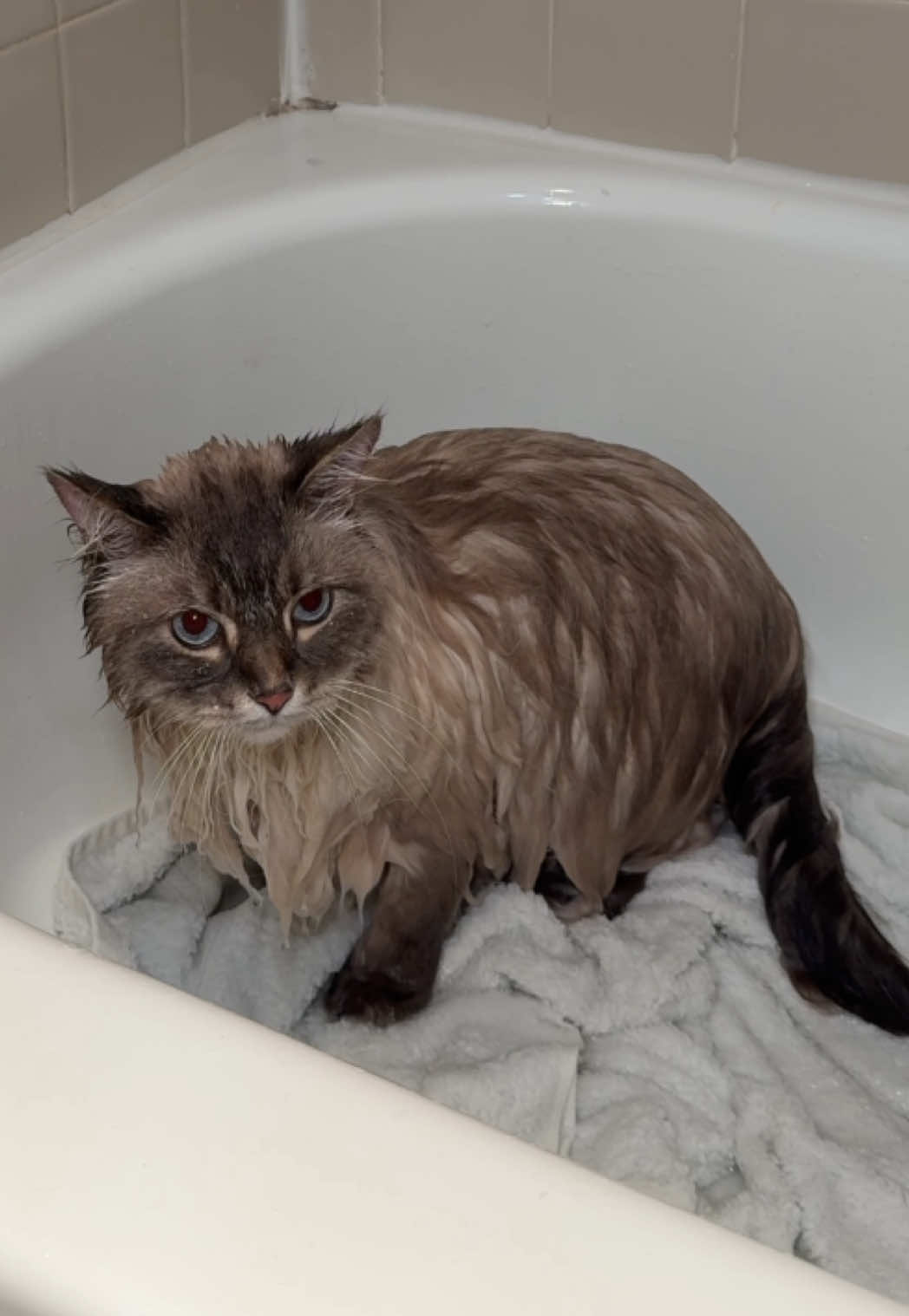 This was his most chaotic car wash so far but he’s still my perfect angel 🥰 And before anyone comes for me, Nimbus only gets a bath 1-2 times year. His dense fluff needs extra help, especially in the mudflap area we trim. This is what works for ✨US✨ #fyp #viral #siberiancat #cat #foryou #grooming 