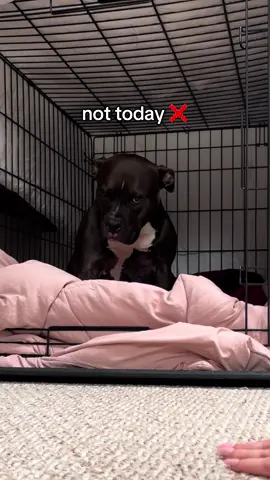 She’s (still) so brave 🖤 #rue #ruetok #dogtok #ruetherescue #shessobrave 