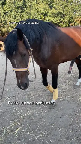 😂💁‍♀️#stallion#PRE#horse#fyp 