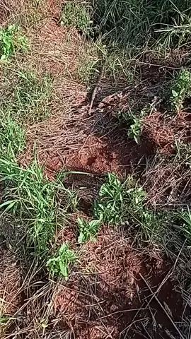 #boa @Naturaleza Viva 