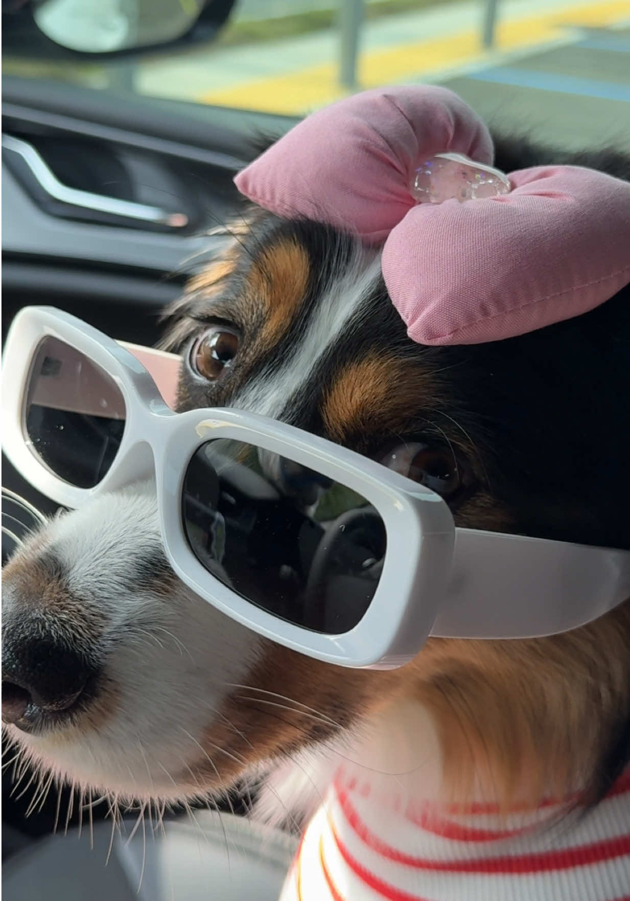 #dog #dogtok #dogsoftiktok 