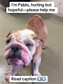 Pablo is a gentle, friendly dog who desperately needs rescue. He suffers from chronic pododermatitis causing swollen, painful paws, coat thinning, and enlarged testicles. His condition requires long-term medical care. Please, help us find a reputable rescue to give Pablo the treatment, comfort, and love he deserves. 