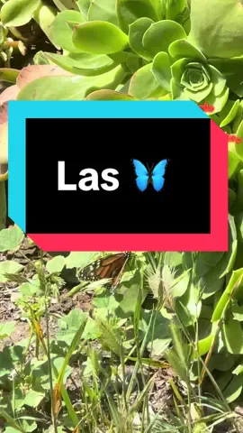 #mariposas #🦋 