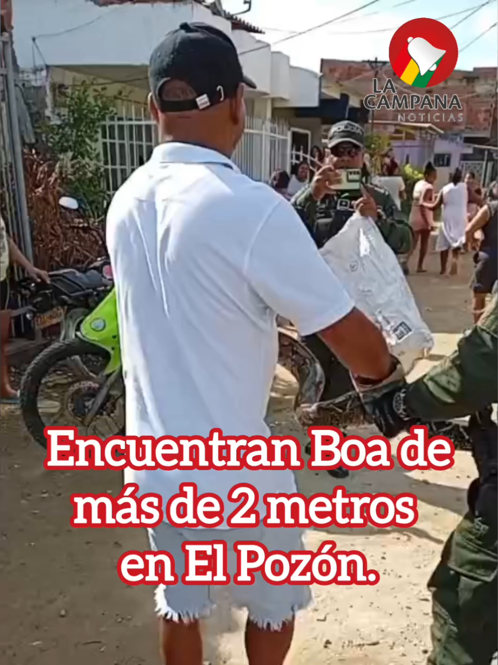🔔#cartagena  En toda una celebración se convirtió el rescate de una inmensa Boa en el barrio El Pozón en Cartagena. A pleno medio día, unidades ambientales de la Policía Metropolitana llegaron hasta este barrio, para atender el llamado de la comunidad, sobre la presencia de una Boa de más de metros, al interior de una vivienda. Como era de esperarse, el reptil fue rescatado con todas las medidas ambientales y llevado a su hábitat natural. Por parte de los vecinos del sector, los aplausos no se hicieron esperar, puesto que un vecino del sector ayudó a la causó y demostró no tenerle miedo a este tipo de reptiles, que es raro verlos crecer en este tipo de ambiente.#LIVEIncentiveProgram #GoLIVEGrowFast #PaidPartnership 