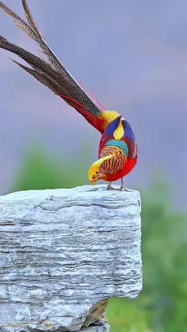 Have you ever seen a Golden Pheasant up close? 😱 With its fiery golden crest and vibrant feathers, this golden pheasant bird looks like it stepped straight out of a painting. 🌈 These stunning creatures are living proof that nature is the best artist. 🐦 Save this for later, share with a friend who loves rare birds, and drop your thoughts 👇 🎥 Credit to @wildsafarisaga ➡️ Follow us for more content like this🐾💕 #CreatureCops #GoldenPheasant #GoldenPheasantBird #GoldenPheasantFacts #ExoticBirds