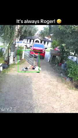 Roger was mad at Rizzy because he made him fall 🤣🤣 #fyp #boymom #epicfail #dogsoftiktok 