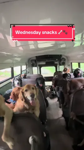 Wednesday snacks! Thank you Tallahassee, Winston and humans! Welcome Stryker! 🦴🐾 #dogpack #dogsnacks #dogsoftiktok 