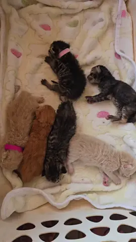 The #catdistributionsystem  hit me HARD this time y'all 🤣🤣 @Oola Willow @Mirror of Light @themagickalappalachian @hillfolkconjure @Jules @Tracy B. Loeppky @Amanda 🇨🇦 @serendipitoussally #babamohri 