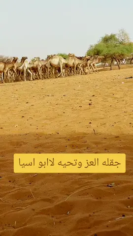 #انترنت_غير_محدود_في_السودان🇸🇩 #ك_توك_مشاهير_العرب🔥 