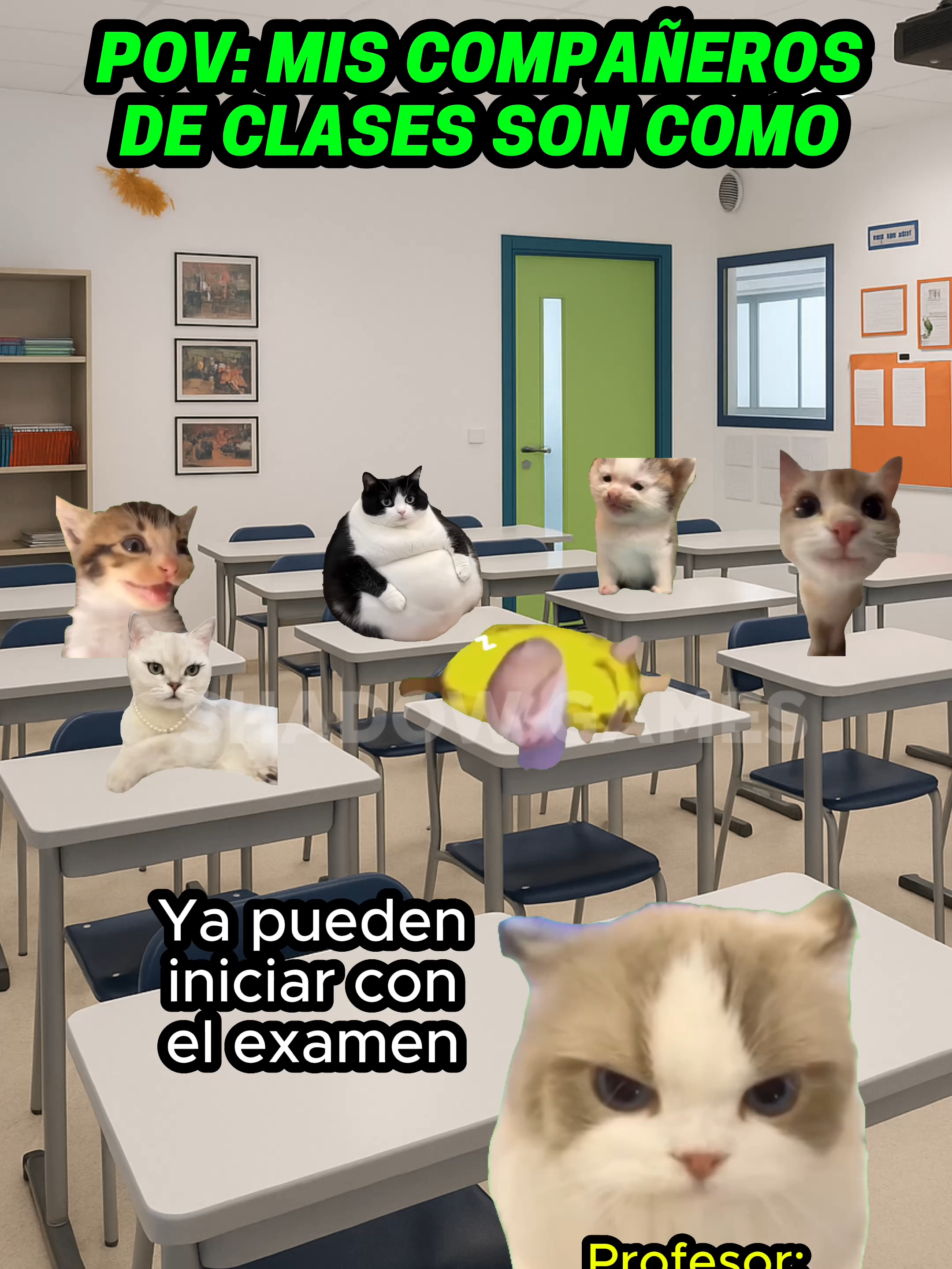Mis compañeros de clases son como #gatitoslindos #storytime