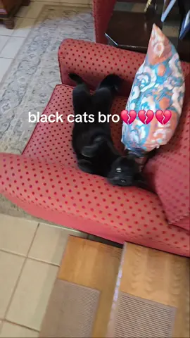 black cats bro... #cat #car #fyp #blackcat 