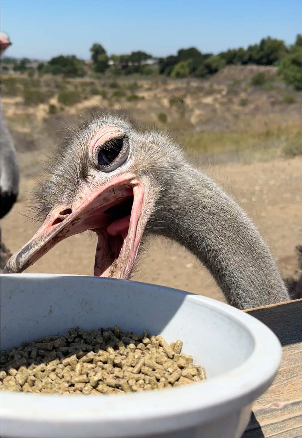 He wasn’t the brightest #ostrich 