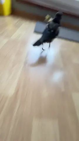 #🐦‍⬛ 