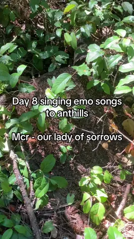 Day 8 - our lady of ant hills Full cover on youtube - https://youtube.com/7xG6dPNm_C4  #mcr #mychemicalromance #gerardway #emo #autism 