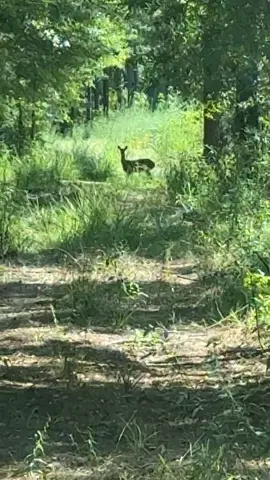 Hey girl, how you doin! #deerhunting #deer #tacticalvikinghelmet #mdhoutdoors #Outdoors 