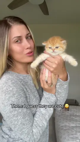 More like to die for cutie pea pieessss 😍🥰😇 take your nonchalant self and go 😜 #britishshorthair #britishlonghair #britishshorthairkittens #britishshorthairgoldenpoint 