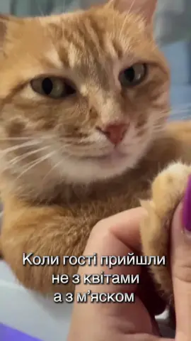 #мясо #котики #гумор #позитив #😂😂😂 