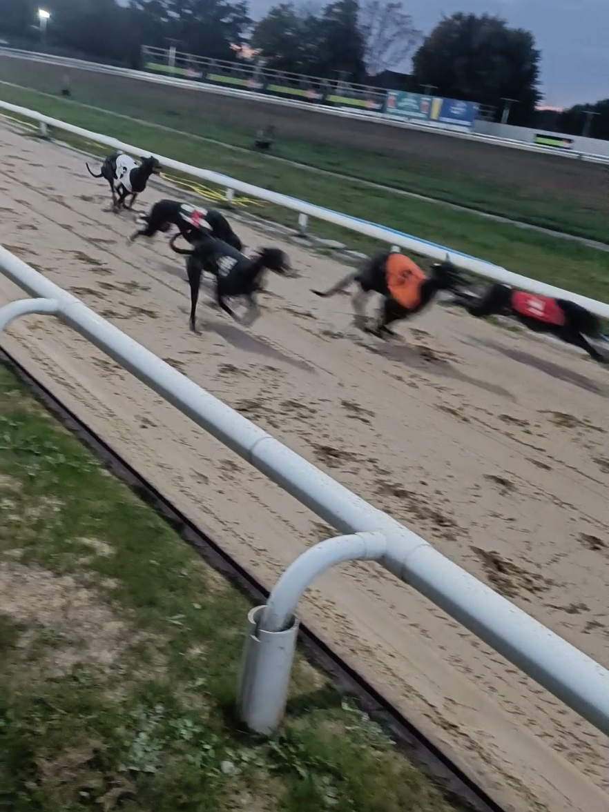 pretty UMAzing day though #umamusume #fyp #umamusumeprettyderby #greyhoundracing #trending