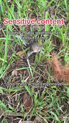 If you didn’t know what to do when you find newborn squirrels because we didn’t! We asked ChatGPT and it said to call a licensed wildlife rehabilitator so that’s what we did #babysquirrel #babysquirrelrescue 