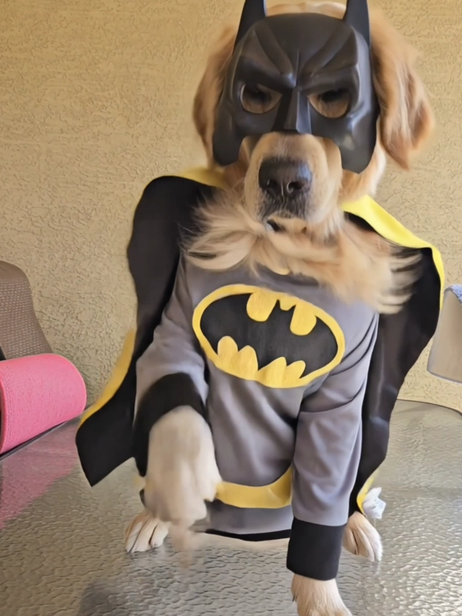 Watch me #dogsoftiktok 