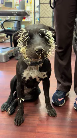 🚨 URGENT HELP NEEDED FOR FRANKIE 🚨 Sweet Frankie tangled with a porcupine and is now covered in quills — inside her mouth, around her eyes, under her throat, and throughout her body. She is in excruciating pain and needs emergency veterinary care today. 💔 Her owner is currently incarcerated, and there is no family or friends able to step up to help with her medical bills. Right now, the cost for her urgent care is estimated at $600 through our low-cost clinic — and we need your help to cover it. Every single donation, no matter the size, goes directly to easing Frankie’s suffering and giving her a chance at a pain-free, healthy life. 🌟 🙏 Please consider donating to help Frankie: 📲 Venmo: https://venmo.com/u/Denkai-AnimalSanctuary 🌐 Website: www.denkaisanctuary.org Once Frankie heals, she will also be in need of a loving new home. By donating, you’re not just helping with her urgent vet care — you’re giving her hope for a brighter future. 🐾 Thank you for being part of Frankie’s recovery journey. Together, we can make sure this sweet girl gets the care and love she deserves. #fyp  #denkaianimalsanctuary 